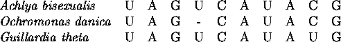 \begin{figure}
\hfill
\begin{tabular}
{lcccccccccc}
 \emph{Achlya bisexualis} &U...
 ...\emph{Guillardia theta} &U&A&G&U&C&A&U&A&U&G \ \end{tabular}\hfill~\end{figure}
