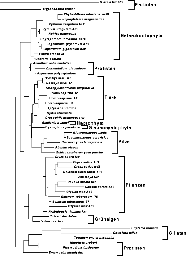 \begin{figure}
\centering

\epsfig {file=images/figactin12.eps,width=13.7cm}
\end{figure}