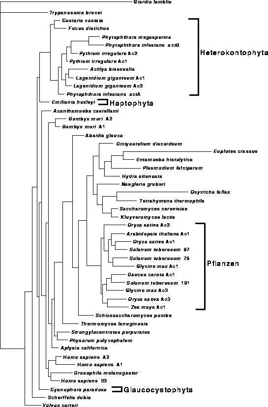 \begin{figure}
\centering

\epsfig {file=images/figactinfullwei10.eps,height=18.5cm}
\end{figure}