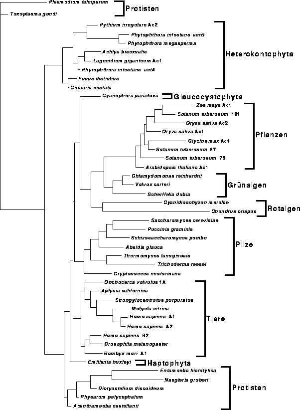 \begin{figure}
\centering

\epsfig {file=images/figactin2.eps,width=13.7cm}
\end{figure}